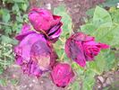 Kaiser Wilhelm I rose photo
