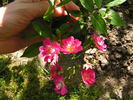 Morizmo rose photo