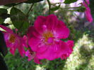 Morizmo rose photo