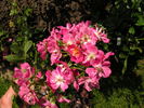 Morizmo rose photo