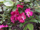 Morizmo rose photo