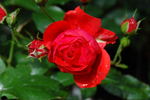 Evelyn Fison rose photo