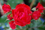 Evelyn Fison rose photo