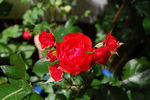 Evelyn Fison rose photo