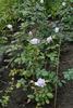 Ametyst rose photo