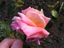 12 Westerland OP 03 rose photo