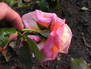 12 Westerland OP 03 rose photo