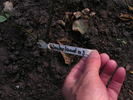 12 Westerland OP 03 rose photo