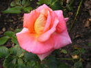 12 Westerland OP 03 rose photo