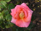 12 Westerland OP 03 rose photo