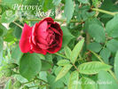 Madame Louis Blanchet rose photo