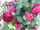 Madame Louis Blanchet rose photo