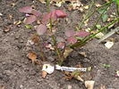 12 Westerland OP 03 rose photo