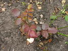 12 Westerland OP 03 rose photo