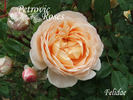 Felidaé rose photo