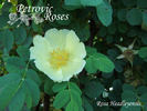 <i>Rosa headleyensis</i> rose photo