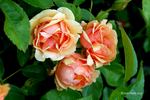 Olympic Palace ® rose photo