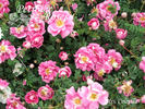 Mrs. Colville rose photo