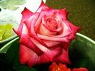 Eddie Edwards rose photo