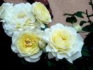 Lilian Baylis rose photo