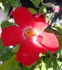 Showmee Music rose photo
