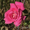 Miss Canada rose photo