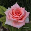 Tickled Pink rose photo