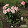 Awareness rose photo
