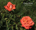 Cary Grant ™ rose photo