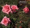 Awareness rose photo