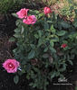 Ballet ® rose photo