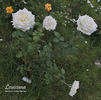 Louisiana rose photo