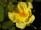 Carefree Sunshine rose photo
