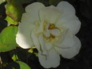 Carefree Sunshine rose photo