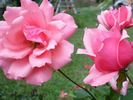 Bel Ange rose photo