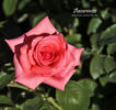 Awareness rose photo