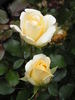 Ambiente rose photo