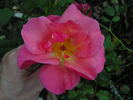 12 Westerland OP 08 rose photo