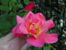 12 Westerland OP 08 rose photo