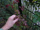 12 Westerland OP 08 rose photo