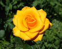 Aloha ® rose photo