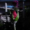 Purple Beauty rose photo