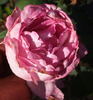 Delphin rose photo