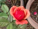 Home of Time rose photo