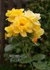 Goldbeet rose photo