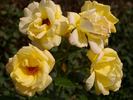 Goldbeet rose photo