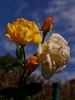 Goldbeet rose photo