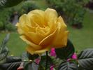 Goldbeet rose photo