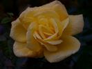 Goldbeet rose photo