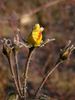 Goldbeet rose photo